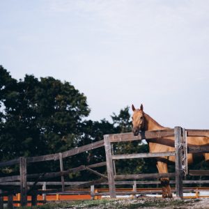 Horse racing / stables