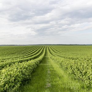 Farm cleaning